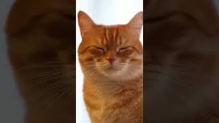 Download lagu pov my orange cat's single brain cell every time I yell at him mp3