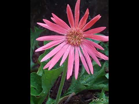 Flowers Flowers Flowers......