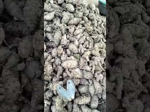 Organic certified black turmeric, 5 kg, finger