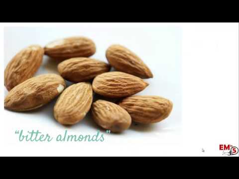 download lagu mp3 mp4 Is A Peach Seed Poisonous, download lagu Is A Peach Seed Poisonous gratis, unduh video klip Is A Peach Seed Poisonous