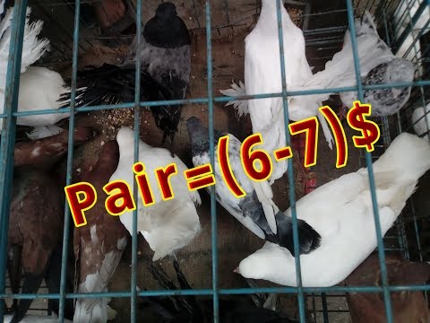 Pigeon Market-In Tongi,?  | Bangladesh |By mixed friends