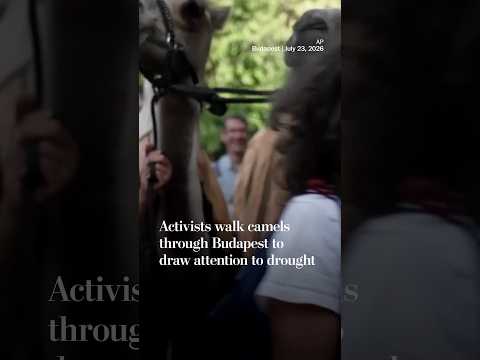 Activists walk camels through Budapest to draw attention to drought