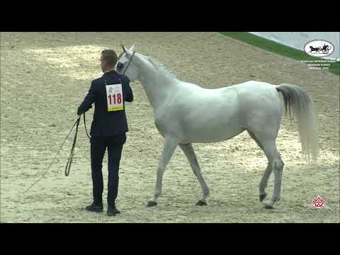 N 118 AJ SELMA   Sharjah International Arabian Horse Festival 2022   Mares 4 6 Years Old Class 4