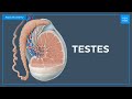 Testes Anatomy Quick Anatomy  Kenhub