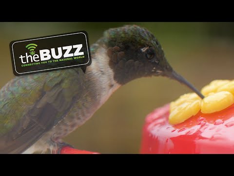 The Buzz, Episode 2