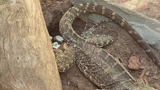 Gravid Female water dragon laying eggs