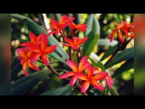 Kuku & Tara - Ta'u Tamaiti Here