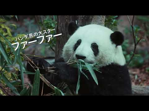 パンダ返還の日を前にそのユニークな生態を見つめ直す 遠藤憲一の語りで巡る『パンダのすごい世界』 | TRILL【トリル】