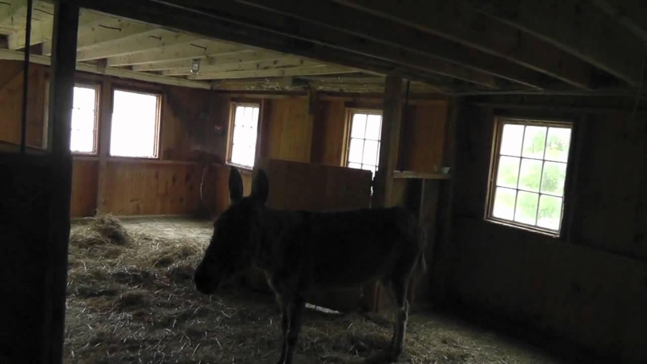 Bedlam Farm Video Diary: Simon's Lessons