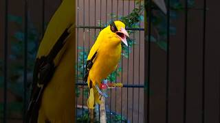 Download lagu 16 MACAM SUARA Masteran Kepodang Emas Gacor COCOK BUAT PANCINGAN KEPODANG AGAR BUNYI #shorts mp3