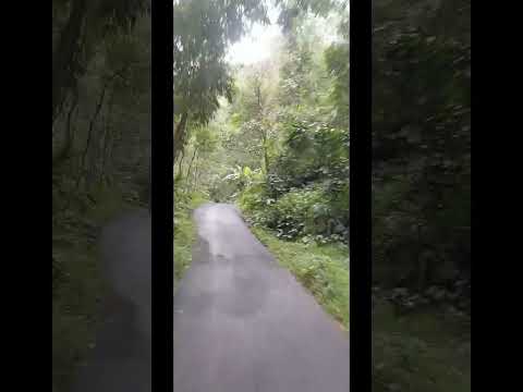 🌲🌿 #shorts #youtubeshorts #trending #viral #youtube #konten #subscribe #shortsvideo #viralvideo