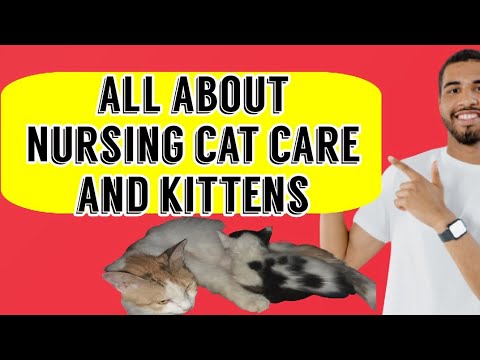How To Take Care of Nursing Cat, Pregnant Cat, and Kittens