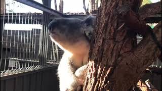 Koala Love Song