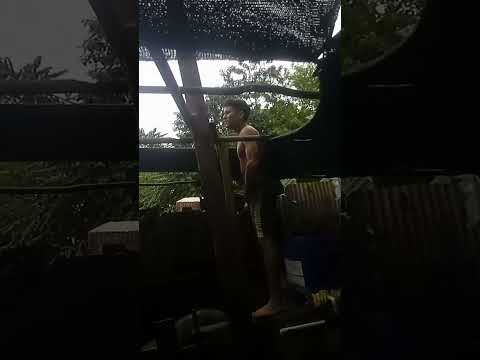 así se ve calamar Bolívar