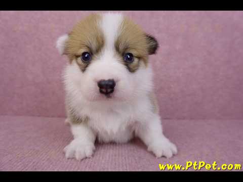 05/31雙色柯基犬母幼犬
