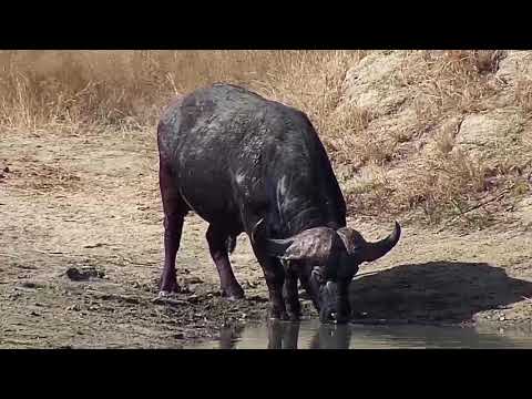 Djuma: Lone Buffalo getting a drink - 13:48 - 05/30/20