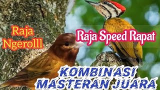 Download lagu Masteran Kenari Vs Pelatuk bawang||isian wajib murai batu juara mp3