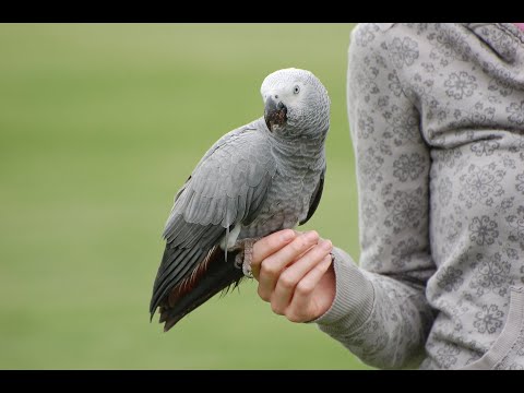 What you should know about African Grey Parrots