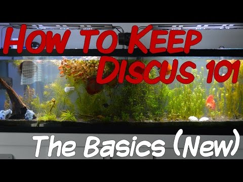 How to Keep Discus 101 | The Basics (New Remake)