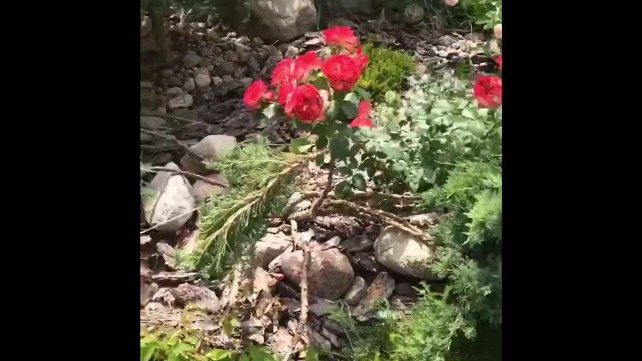 Розы в саду!! Роза Жубиле дю принс де Монако, rose Jubile du Prince de Monaco !!