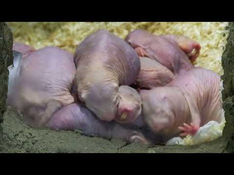 Nacktmulle im Tierpark Berlin