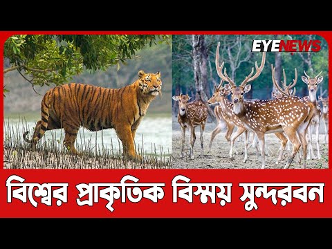 সুন্দরবন, রয়েল বেঙ্গল টাইগার-হরিণ-কুমির অসংখ্য প্রজাতির আবাসস্থল | Sundarban | Tiger | Eye News