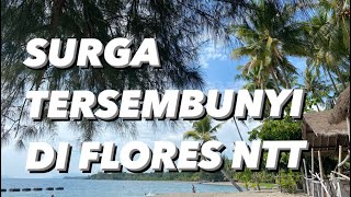 Download lagu Explore Hidden Gem di Maumere, Pantai Coconut surga tersembunyi di Flores mp3 Download lagu Explore Hidden Gem di Maumere, Pantai Coconut surga tersembunyi di Flores mp3