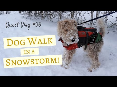 Walking The Dog In A Snow Storm! Narrowboat Life | Quest Vlog #96