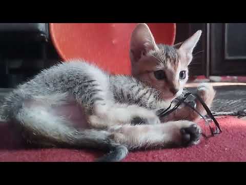 Baby Puntii playing with rope gives pose on camera #cats #comedyshorts