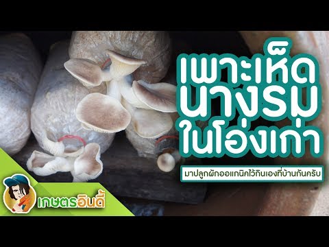 เพิ่มสมาชิกใน Lipetsk ผลกระทบของการติดเชื้อในผู้หญิง