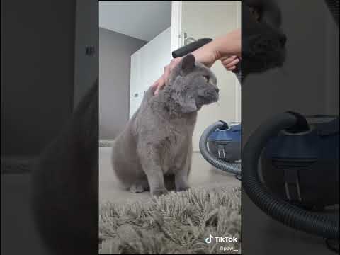 Adorable cats // try not to laugh 😂