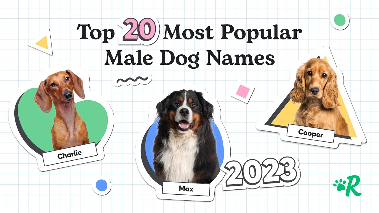 Top 20 Most Popular Male Dog Names in 2023 thumnail
