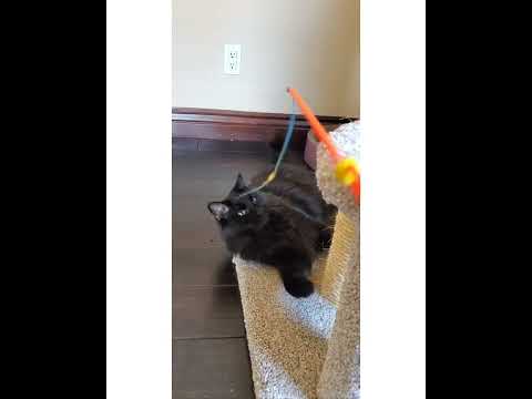 Crystal the Pet Nanny. LLC video.