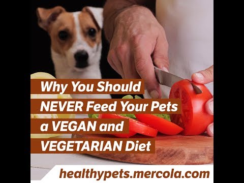 Why You Should NEVER Feed Your Pets a VEGAN and VEGETARIAN Diet