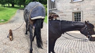 Dachshund walking a horse