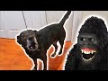 Gorilla Scare PRANK on my Dog! (Gone Wrong)