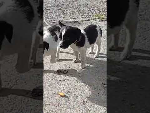 CENTRO DE FAUNA URBANA TULCAN CARCHI NECESITA QUE ADOPTEN POR FAVOR A LOS PERRITOS CALLEJEROS AYUDA