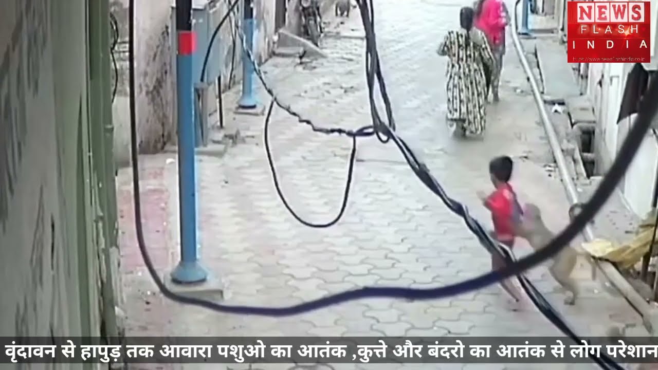 Live  : नन्हे मासूम बच्चे पर आवारा जानवर का हमला सीसीटीवी में कैद , नकारा नगरपालिका अध्यक्ष के चलते हापुड में स्थिति बेहद भयावह , आंकड़े आए सामने