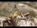 В Индии открыли 14 новых видов танцующей лягушки размером с грецкий орех (новости ...