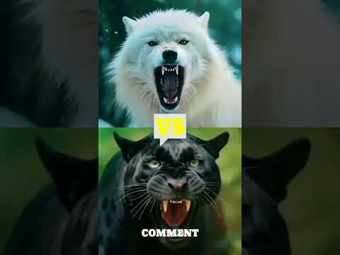 Black Panther vs White Animals (Lion, Tiger, Wolf)
