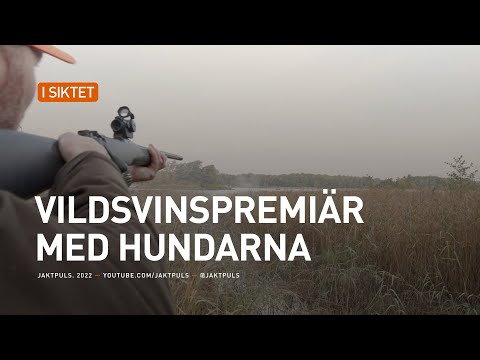 Vildsvinspremiär med hundarna