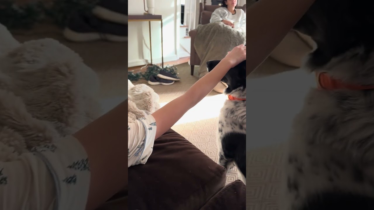 Banjo, a Adoptable mixed breed in Bedford Hills, NY video 2/6