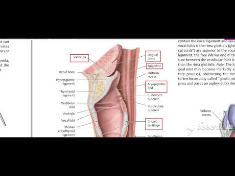 Laryngopharynx Interior 2