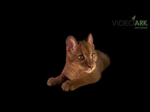 A male African golden cat (Caracal aurata aurata) named Gin at Florida Exotic Species Preserve