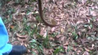 Paambu Vaava - Snake Awareness 2 of 3