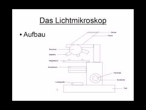 Das Lichtmikroskop