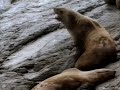 Wild Blue Waters Silence Of The Sea Lions 1995 National Geographic Television Part 2 2