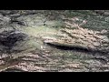 Massive Carpenter Ant Infestation Found in Tree in Beachwood, NJ