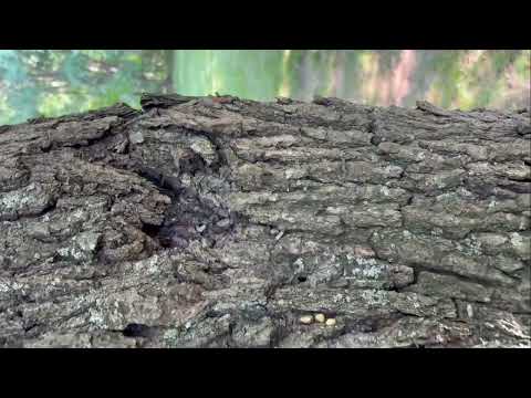 Massive Carpenter Ant Infestation Found in Tree in Beachwood, NJ