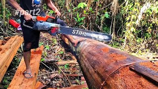 Download lagu Kisah Kayu ulin.. Harta tersembunyi hutan tropis kalimantan...  mp3